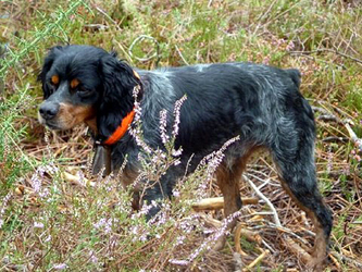 Médaille Chien Cavalier King Tricolore